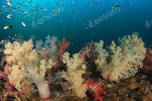 Preview: Coral Reef And Tropical Fish In Ocean