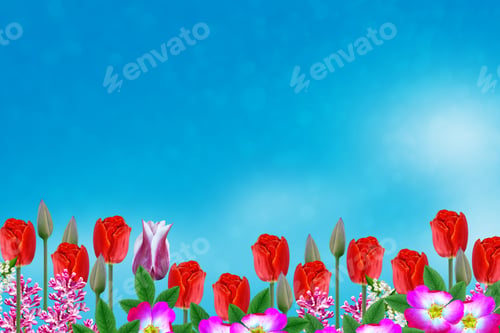 Preview: Bright And Colorful Flowers Tulips On The Background Of Spring Landscape.