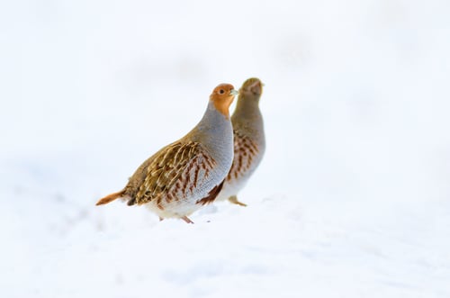Preview: Winter And Partridges. White Snow Background. Bird: Grey Partridge. Perdix Perdix.