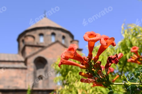 Preview: Chinese Trumpet Vine On Blurry Saint Hripsime Church Background