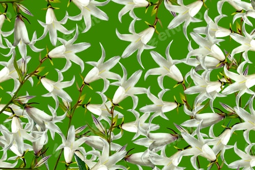 Preview: Abstract Floral Background Of White Bells