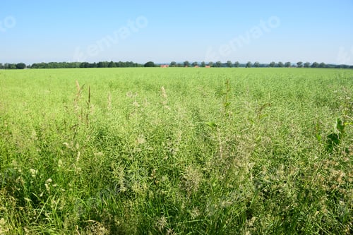 Preview: Faded Rapeseed Field In Early Summer
