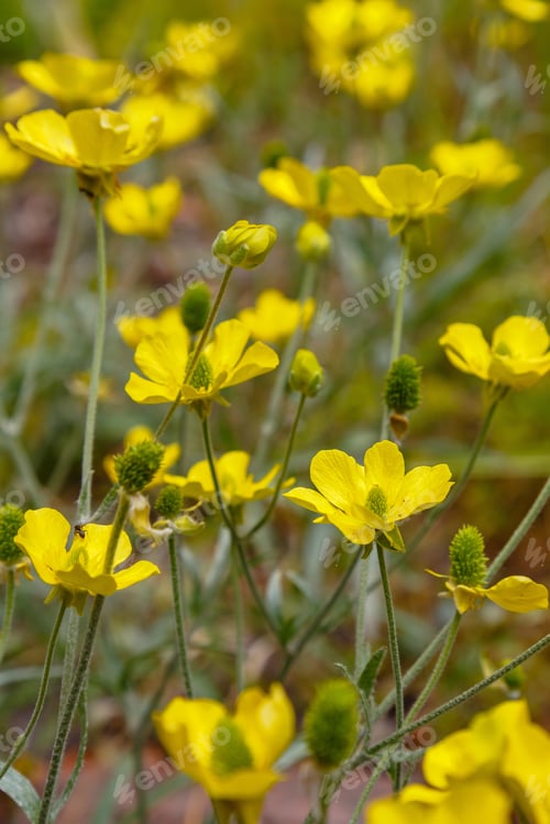 Preview: Bright Yellow Flowers Buttercup, Crowfoot (Ranunculus Illyricus) In Garden. Unique Wild Plants In