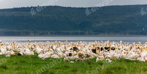 Preview: Great White Pelicans In Lake Nakuru National Park - Kenya, Africa.