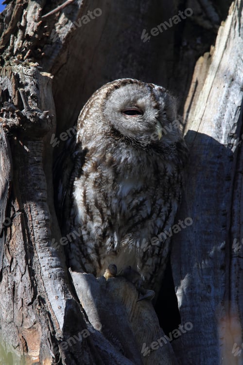 Preview: Tawny Owl Or Brown Owl (Strix Aluco) In A Hollow Tree Stump Germany