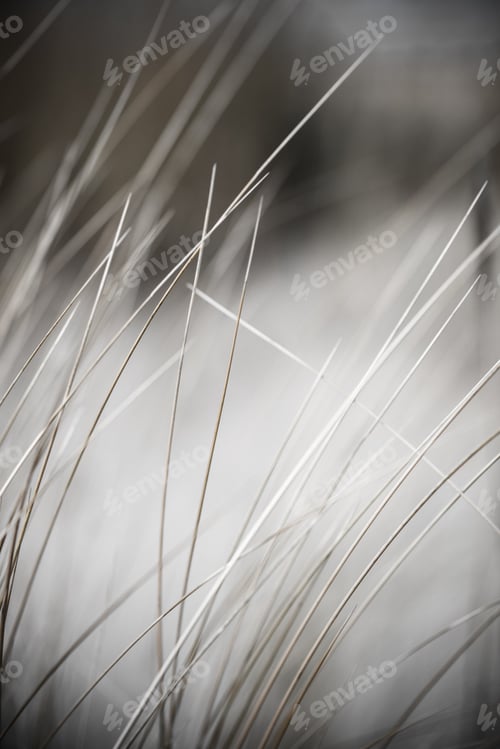 Preview: Beautiful Blur Dry Grass And Bent Background - Vintage Retro Monochrome Effect