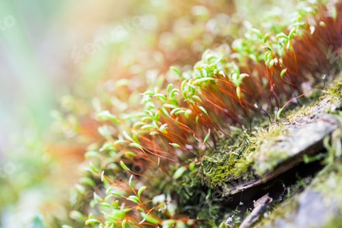 Preview: Abstract, Colorful Composition With Moss Flowers In Spring