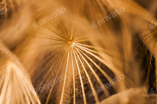 Preview: Abstract Composition With Dandelion Seeds - Extreme Closeup With Soft Focus