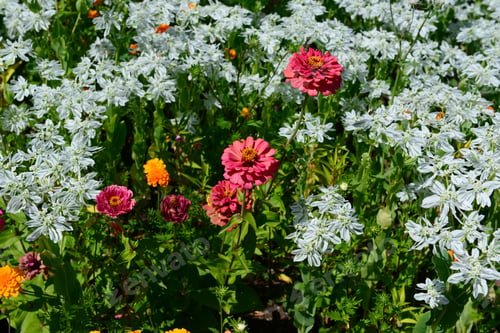 Preview: Flowerbed With Multicolored Zinnia Flowers And Euphorbia Marginata