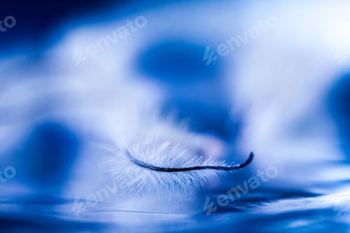 Preview: Abstract Composition With Dried Clematis Seeds And Light