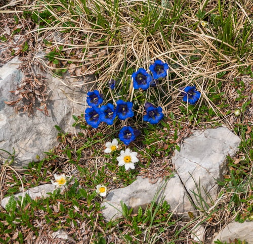 Preview: Mountain Flowers In The Julian Alps