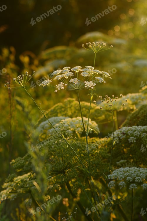 Preview: Cow Parsley (Anthriscus Sylvestris) In Warm Sunset Light