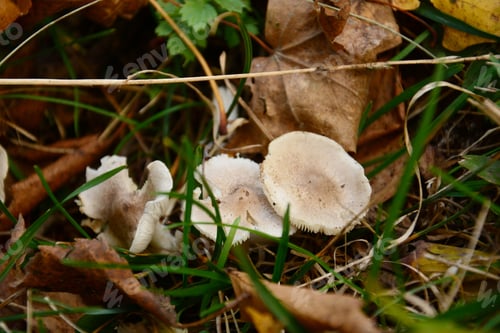 Preview: Forest Mushroom In Natural Habitat