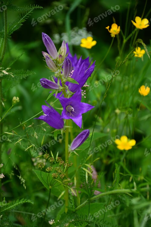 Preview: Campanula (Bellflower) In Natural Habitat