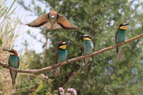 Preview: European Bee-Eater Baden Württemberg