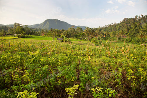 Preview: Tropical Agricultural Fields Landscape With Growing Crops