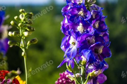 Preview: A Bouquet Of Bright Spring Flowers Of Various Types