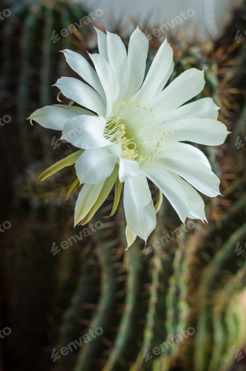 Preview: Elegant White Cactus Flower in Natural Light