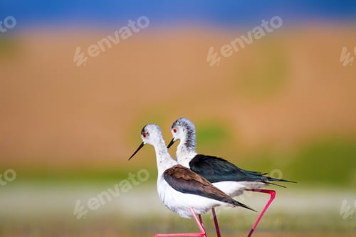 Preview: Cute Long Legged Birds. Bird Mating. Colorful Nature Background.