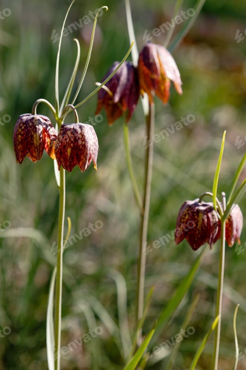 Preview: Fritillaria Meleagris, Snake Head Fritillary Flower In Spring Garden