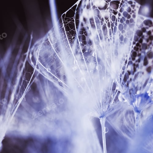 Preview: Dandelion Seeds With Water Drops On Colorful Background