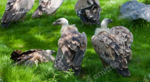 Preview: European Griffon Vultures (Gyps Fulvus Fulvus) Eating Meat