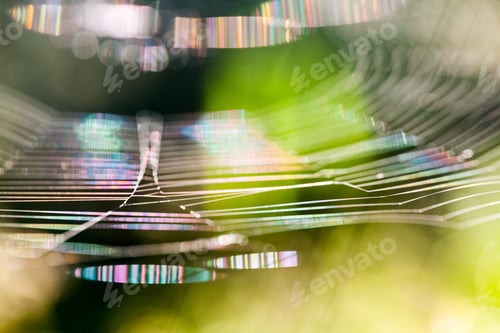 Preview: Abstract Composition With Spider Web Details And Natural Colors