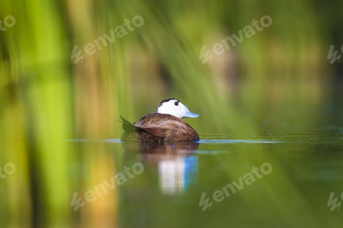 Preview: Swimming Cute Duck. Colorful Nature Background. Bird: White Headed Duck. Oxyura Leucocephala.