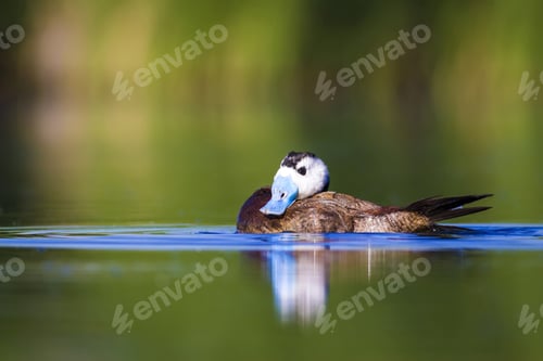 Preview: Swimming Duck. Colorful Lake Background. Bird: White Headed Duck. Oxyura Leucocephala.