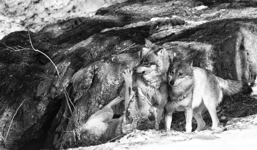 Preview: Wolves In The Bavarian Forest National Park, Bavaria, Germany