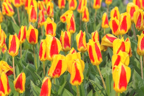 Preview: Keukenhof Park Colorful Background With Beautiful Red And Yellow Tulips Flower Bed