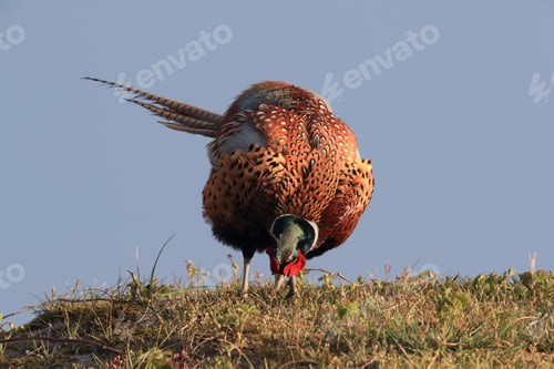 Preview: Common Pheasant (Phasianus Colchicus) Holland