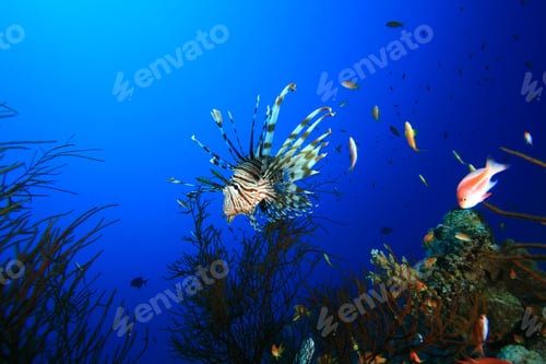 Preview: Lionfish On Coral Reef