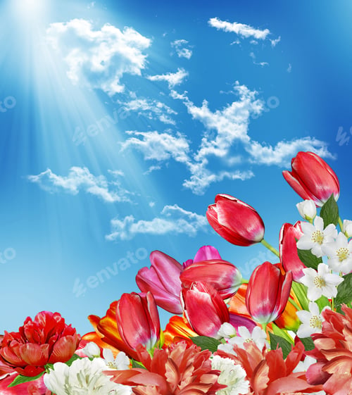 Preview: Spring Flowers Tulips On The Background Of Blue Sky With Clouds