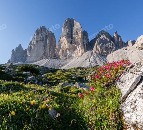 Preview: Flowers Under Tre Cime Di Lavaredo Mountains