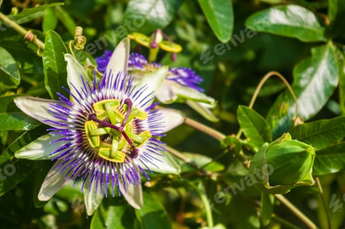 Preview: Passion Flower Passiflora Caerulea Passionflower Against Green Garden Background