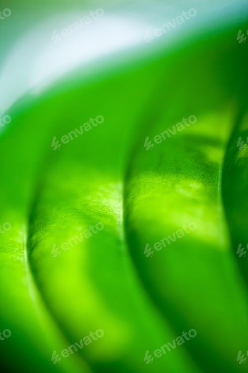 Preview: Green, Abstract Composition With Leaf Texture And Soft Focus