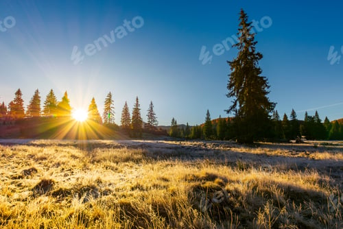 Preview: Sunrise In The Forests Of Apuseni Natural Park. Gorgeous Autumn Scenery Among The Spruce Trees On