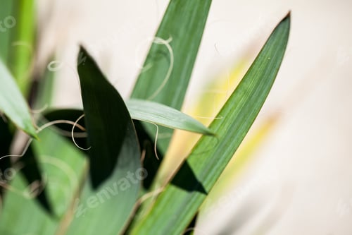 Preview: Yucca Filamentosa, Details On The Leaves In Botanical Garden In Balchik, Bulgaria
