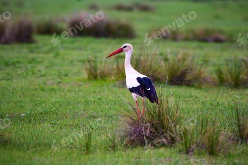 Preview: Cute Bird Stork. Green Nature Background.