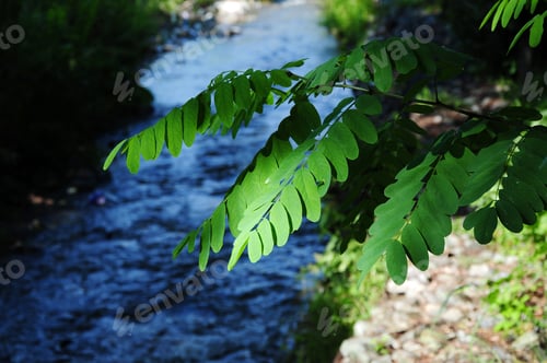 Preview: Acacia Tree Foliage On Blurry River Background