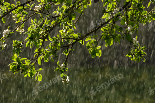 Preview: Sun Rays On Apple Tree Leaves In Garden With Rain In Background. Textured Pattern