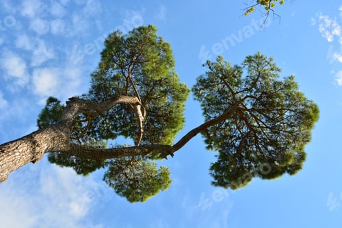 Preview: Italian Stone Pine (Pinus Pinea) From Below