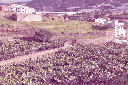 Preview: Banana Farm In Gran Canaria, Spain. Galdar Town. Vintage Style Color Tone.