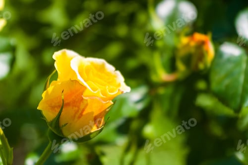 Preview: Colorful Lovely Rose Flower Close-Up, Early Spring On A Warm Sunny Day, Bright Beautiful Background