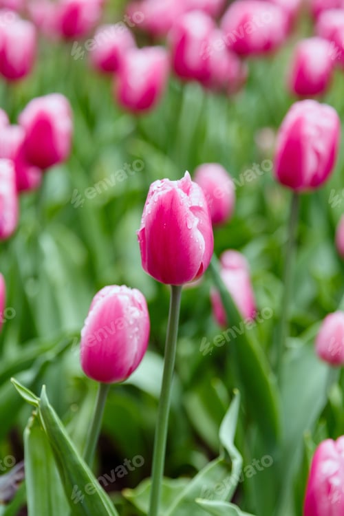 Preview: Flowering Pink Tulips In The Garden. Sort Pink Flag. Growing Of Bulbous Plants.