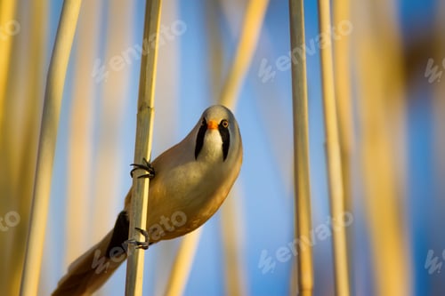 Preview: Funny, Bearded Bird. Nature Background.