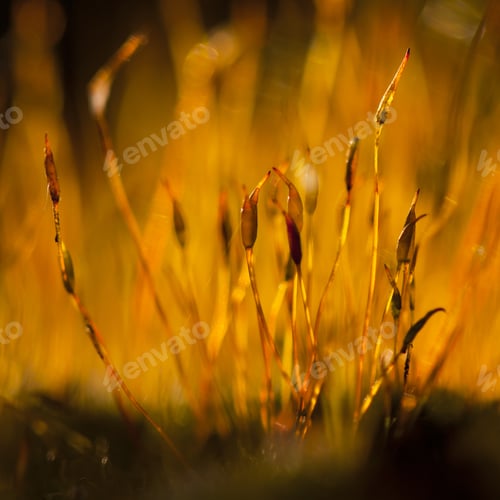 Preview: Spring Flames