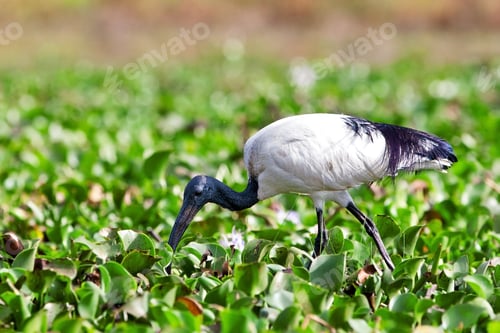 Preview: African Sacred Ibis (Threskiornis Aethiopicus), Lake Naivasha, Kenya
