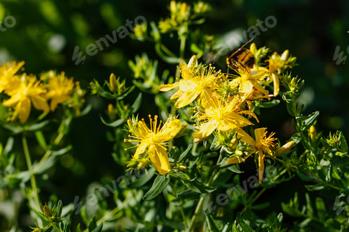 Preview: Hypericum Perforatum, Known As St John'S Wort, Common Or Perforate St John'S-Wort In Natural